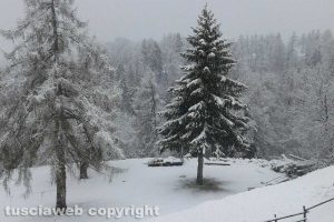 Neve