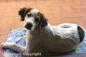 Viterbo - Benito si è perso