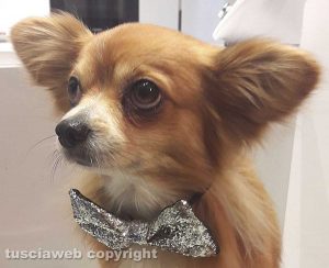 Il cagnolino Biagetto