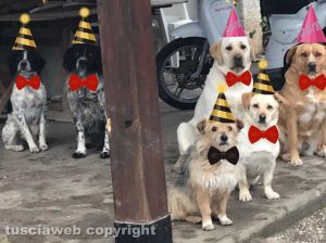 Cani vestiti a festa per il 2018