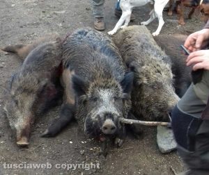 Il cinghiale abbattuto a Vetriolo