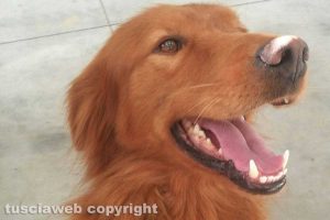 Viterbo - Jimi, il cane smarrito