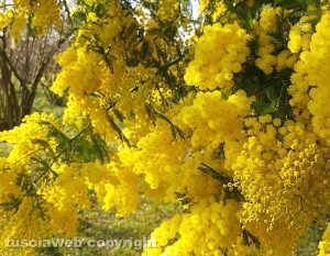 Vallerano - Mimosa in fiore il 28 gennaio