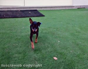 Lili alla clinica veterinaria sulla Cassia, loc. Vico Matrino
