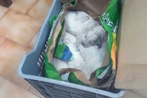Tuscania - I cuccioli abbandonati
