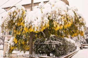 Gallese - Neve - Gallese innevata
