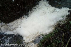 Tuscania - Pesci morti lungo il fiume Marta