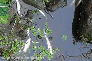 Tuscania - Pesci morti lungo il fiume Marta