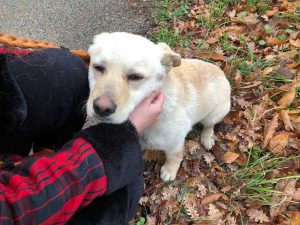 Soriano - Meticcio incrocio labrador cerca casa