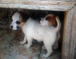 Cagnolina smarrita a Monterazzano