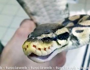 Il pitone con la polmonite