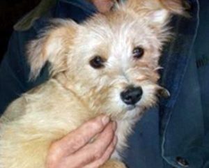 La cagnolina smarrita a Vignanello