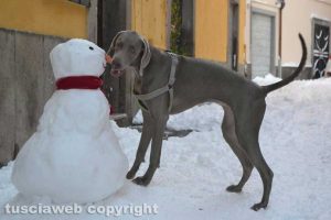 Viterbo - Un cane mangia il naso del pupazzo di neve