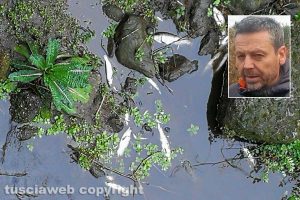 Tuscania - Pesci morti lungo il fiume Marta - Nel riquadro: Il sindaco Fabio Bartolacci