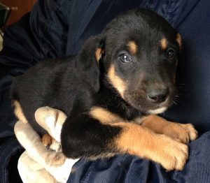 Cucciolo in cerca di adozione