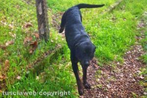 Viterbo - Il rottweiler trovato lungo la Cassia sud