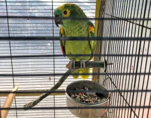 Il pappagallo ritrovato in casa di uno dei denunciati