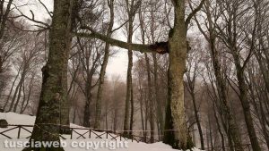 Ramo pericolante nella faggeta del Monte Cimino