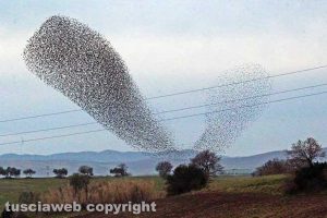 Tuscania - La magica danza degli storni