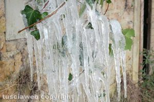 Vallerano - Lo spettacolo del ghiaccio aggrappato a una pianta
