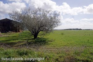 Campagna viterbese
