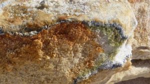 Studio sulla biodiversità dell'Unitus