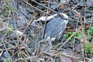 Lo svasso maggiore trovato morto - Foto di Luca Chiovelli