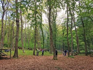 ‘Merenne Borsenese’