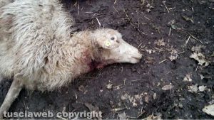 Bomarzo - Il gregge distrutto