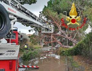 L'intervento dei vigili del fuoco per il pino caduto in mezzo alla strada