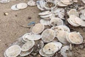 I dischetti sulle spiagge italiane