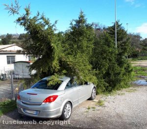Viterbo - Valle Faul - Albero caduto su una macchina