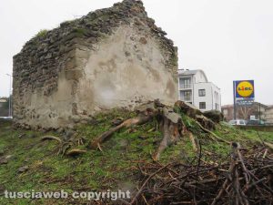 Viterbo - Il fico abbattuto in via Monti Cimini
