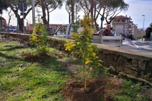 Tarquinia - Le nuove piante di mimosa al parco delle Mura