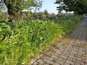 Viterbo - Le erbacce a santa Barbara