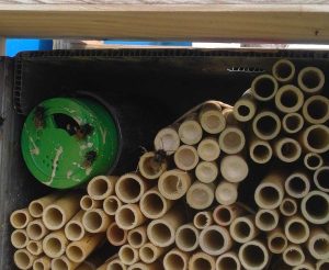 Celleno - Le api impollinatrici