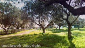 Viterbo - Il parco a Santa Barbara