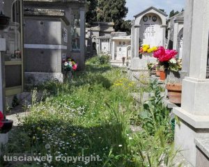 Viterbo - Erbacce al cimitero San Lazzaro