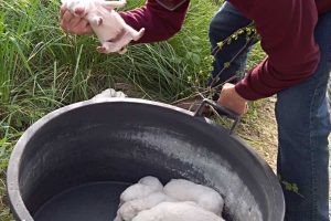 Tuscania - I cuccioli abbandonati