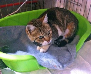 Viterbo - La gatta salvata a pratogiardino Lucio Battisti