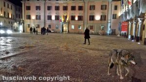 Viterbo - Un lupo a piazza del Comune