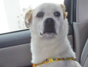 Cane abbandonato cerca casa