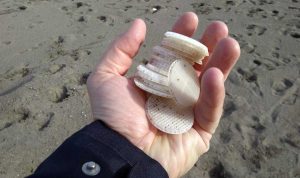 Tarquinia - I dischetti recuperati da Fare Verde