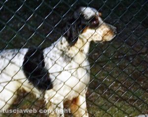 Vitorchiano - Il cane ritrovato al Pallone