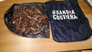 Civitavecchia - I datteri di mare sequestrati dalla guardia costiera