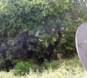 Viterbo - Pianta pericolante in strada Bullicame