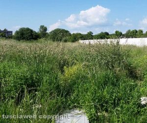 Viterbo - Erba alta e incuria alle terme sulla Tuscanese