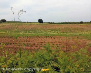 Viterbo - Coltivazioni sui Monti Cimini