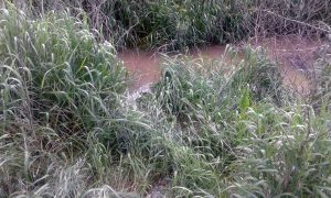 Vitorchiano - L'incuria nella pompa di sollevamento dei liquami che interessa Paparano