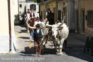 Latera - La festa di sant'Isidoro